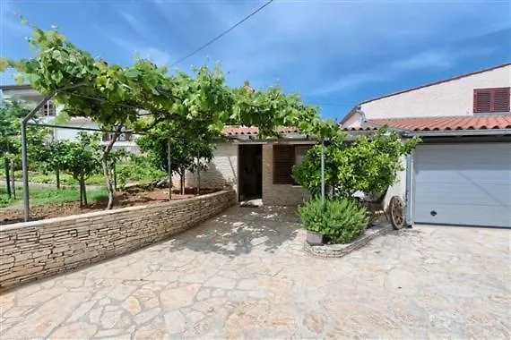 Orange Tree 메덜린